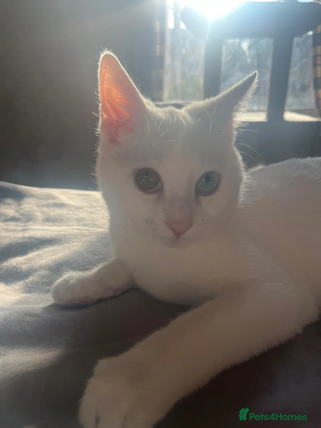 Mixed Breed cats for sale: 6 month old mixed breed white kitten for sale  in Birmingham - Advert 1