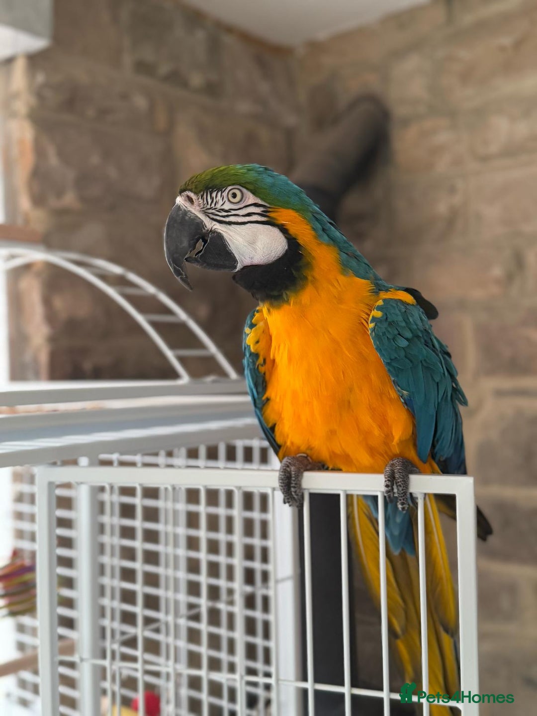 Macaws birds for sale: Blue and Gold Macaw  - Image 3