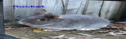 Mixed Breed rabbits for sale: Older buns looking for new homes - Advert 3