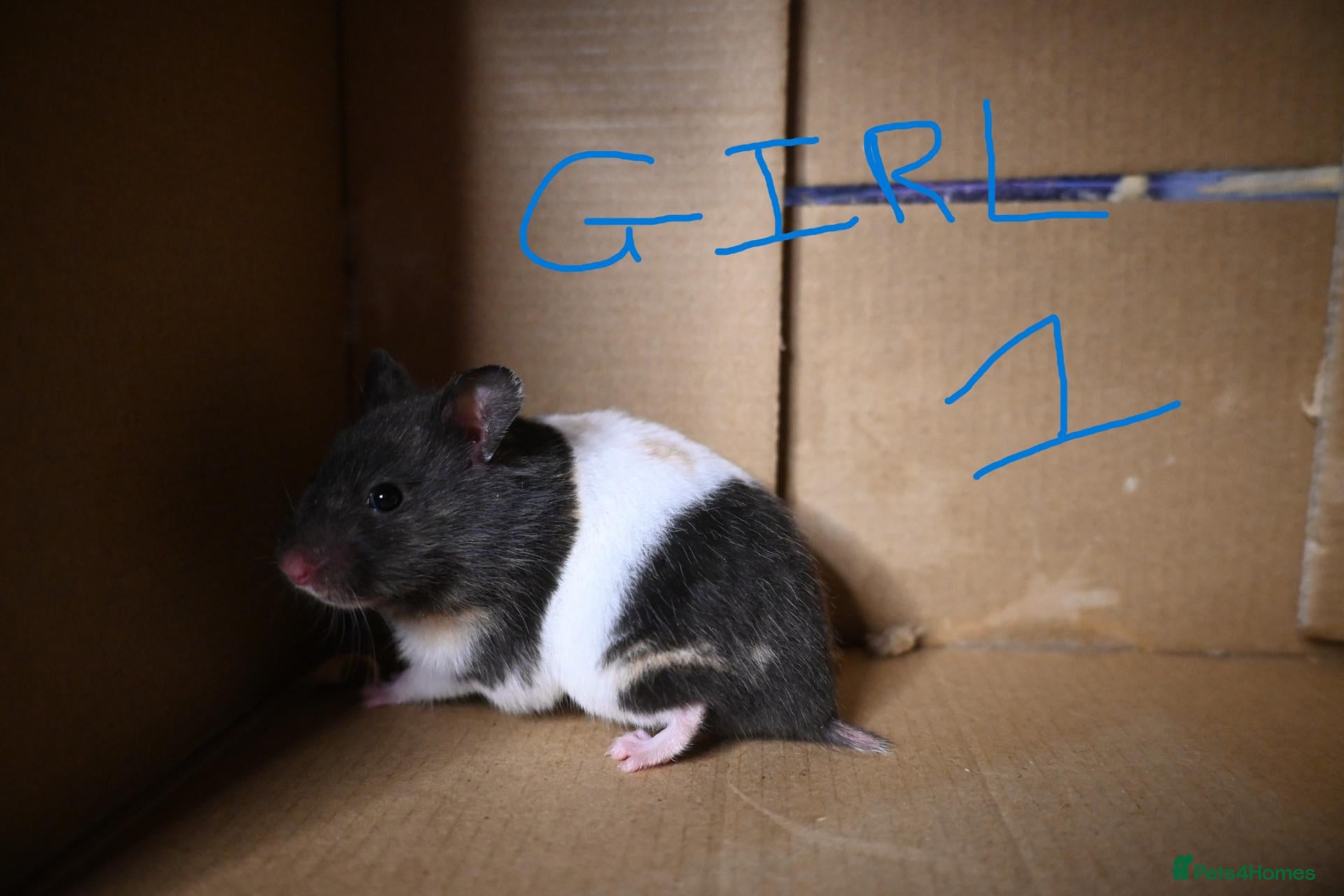 Hamster rodents Mixed Syrian hamsters ready to go  - Advert 1