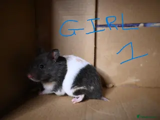 Hamster rodents Mixed Syrian hamsters ready to go - Advert 1