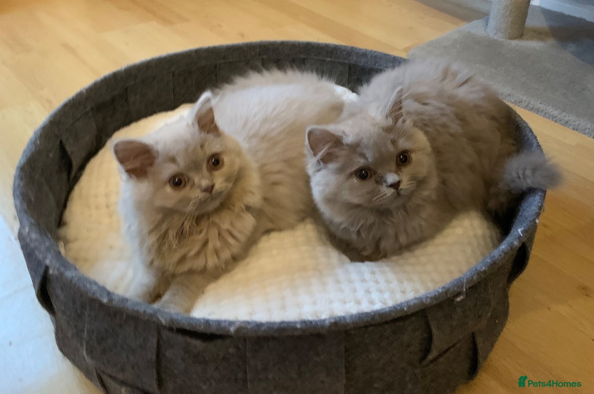 British Longhair cats GCCF kittens  - Advert 2