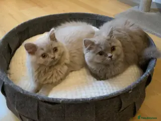 British Longhair cats GCCF kittens - Advert 2