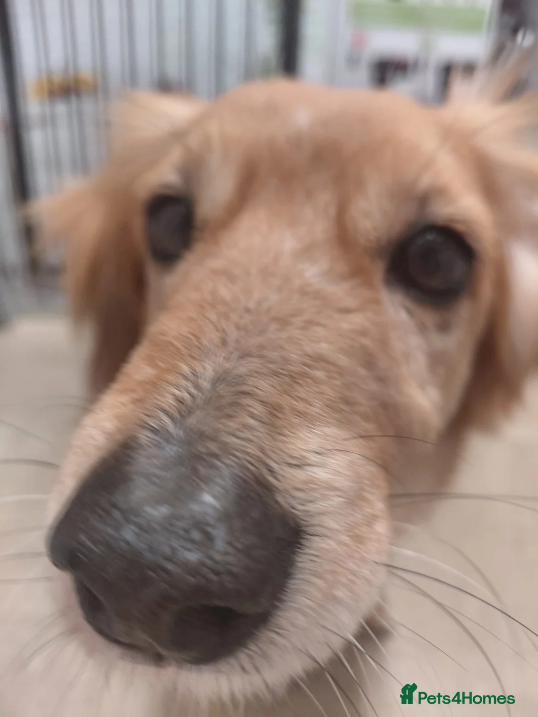 Mixed Breed dogs for adoption: Kanella: A gentle soul looking for her home in Bilston - Advert 2