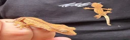 Gecko reptiles for sale: 2 Crested Gecko babies approx 10CM in Ilford - Advert 4
