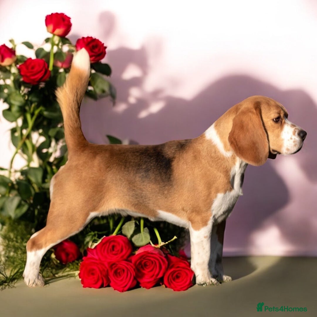 Beagle dogs for sale: KC Registered Beagle Puppies - Advert 5