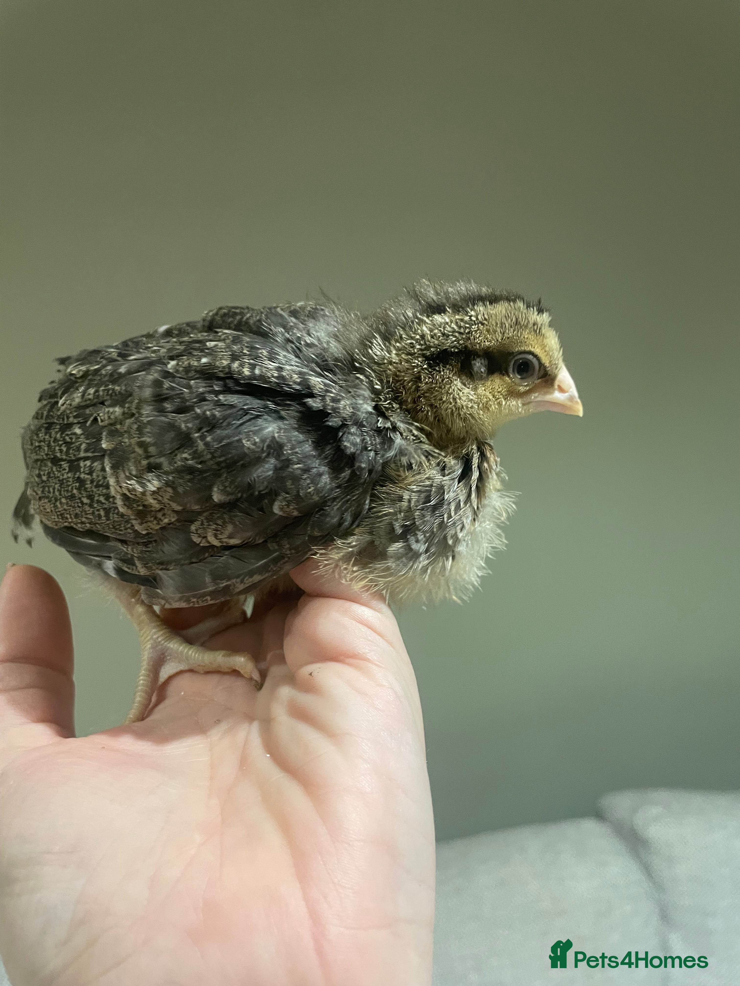 Chickens poultry 4 week old Cream Legbar (female)  - Advert 1