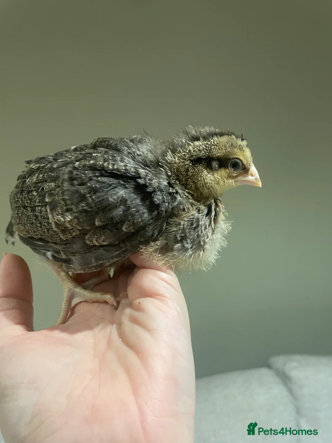 Chickens poultry for sale: 4 week old Cream Legbar (female)  - Advert 1