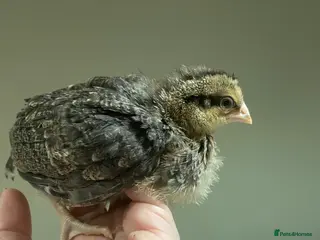 Chickens poultry 4 week old Cream Legbar (female) - Advert 1