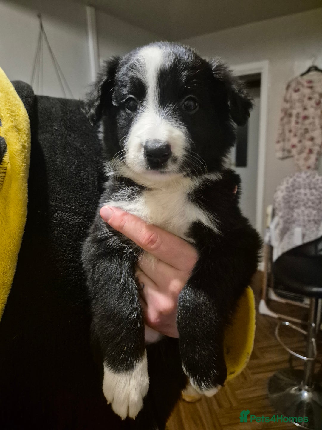 Border Collie dogs for sale: border collie puppies  - Advert 7