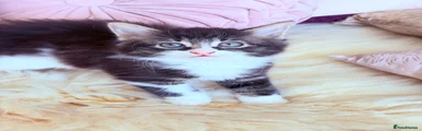 Kitten 5 Willo