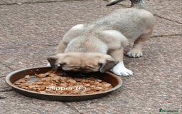 Pug dogs for sale: 4 beautiful Pug puppies for sale. - Image 9
