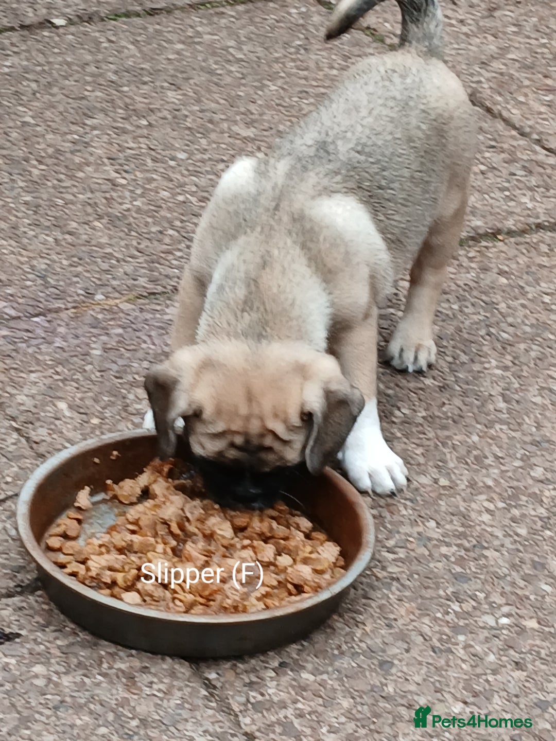 Pug dogs for sale: 4 beautiful Pug puppies for sale. - Image 9