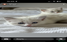 Ragdoll cats for sale: Girl ragdoll kittens  - Image 14
