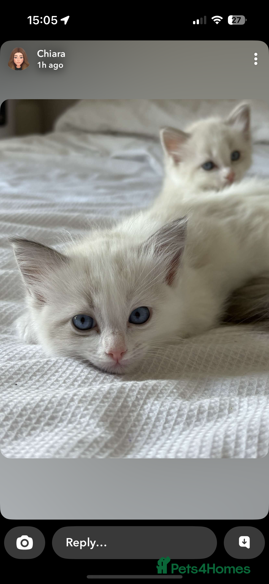 Ragdoll cats for sale: Girl ragdoll kittens  - Image 14