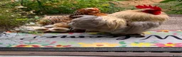 Chickens poultry for sale: TRIO OF PEKIN BANTAMS in Bridgnorth - Advert 1