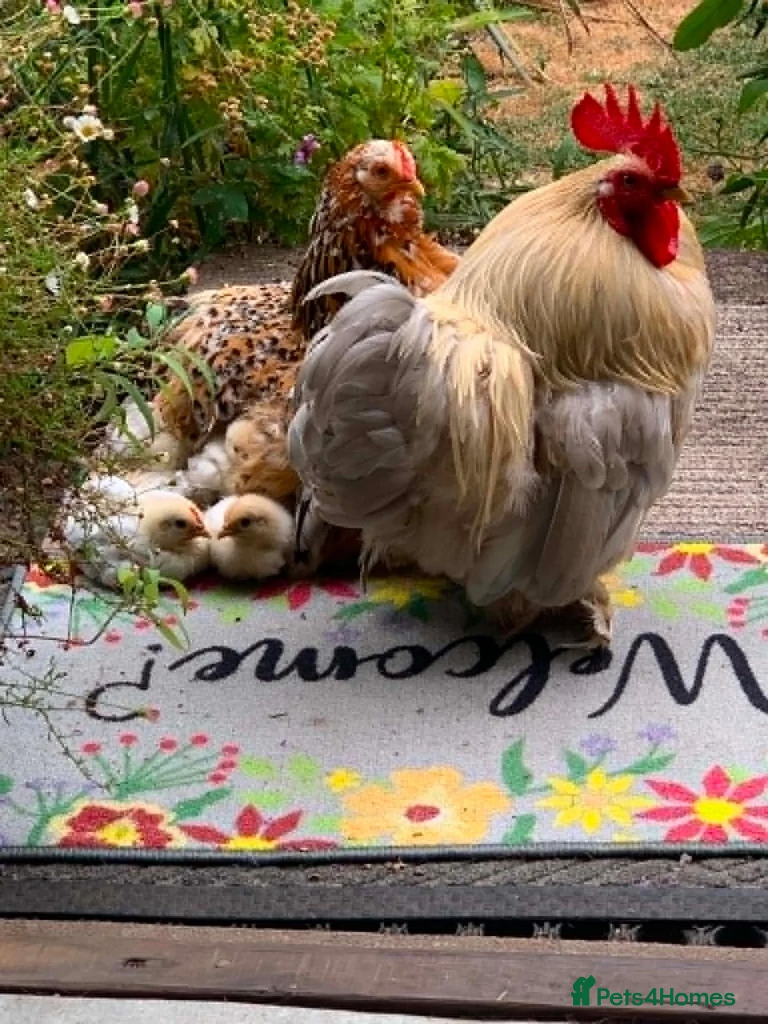 Chickens poultry for sale: TRIO OF PEKIN BANTAMS in Bridgnorth - Advert 1