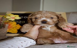 Cockapoo dogs for sale: Unique F1 Cockapoo Puppies - Image 15