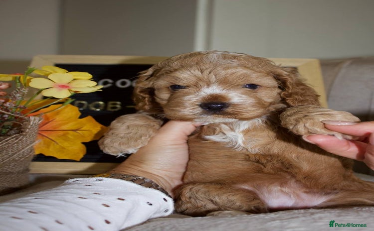 Cockapoo dogs - Advert 12
