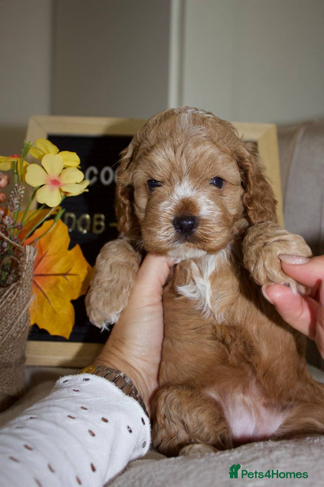 Cockapoo dogs for sale: Unique F1 Cockapoo Puppies - Image 15