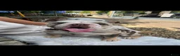 English Bulldog dogs for sale: WAITLIST FOR 5🌟 ENGLISH BULLDOG PUPPS 🐶  in Liss - Advert 1