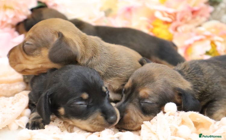 Miniature Dachshund dogs - Advert 6