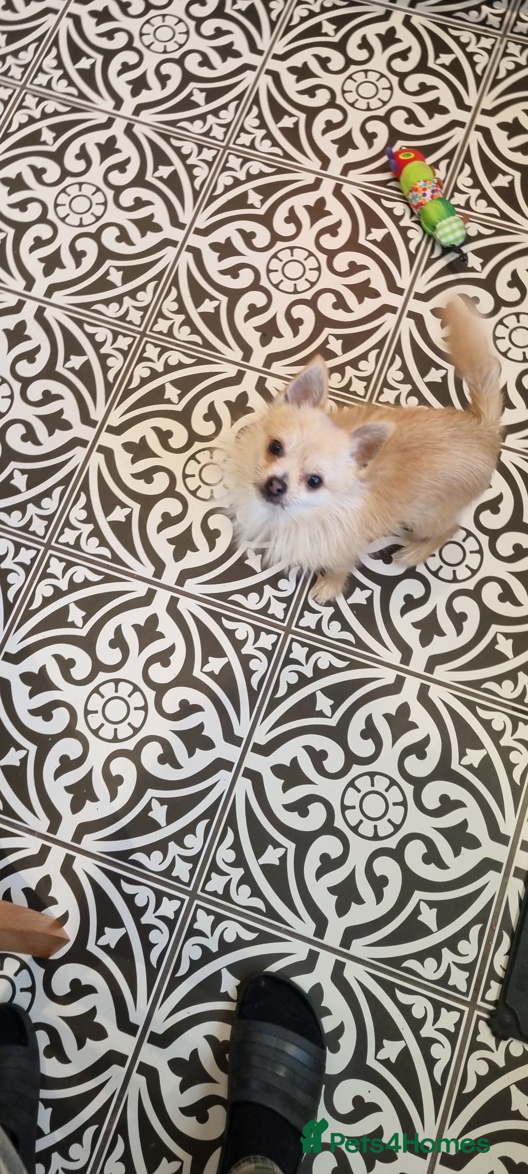 Pomchi dogs for sale: 2 year old Pomchi boy - Advert 7