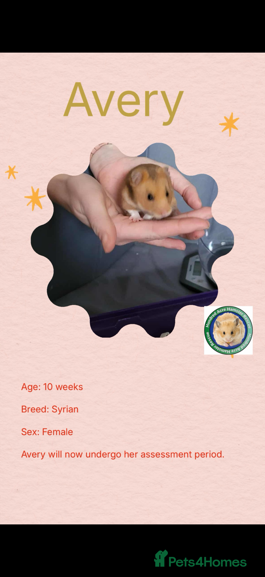 Hamster rodents for sale: Hamsters  - Advert 8