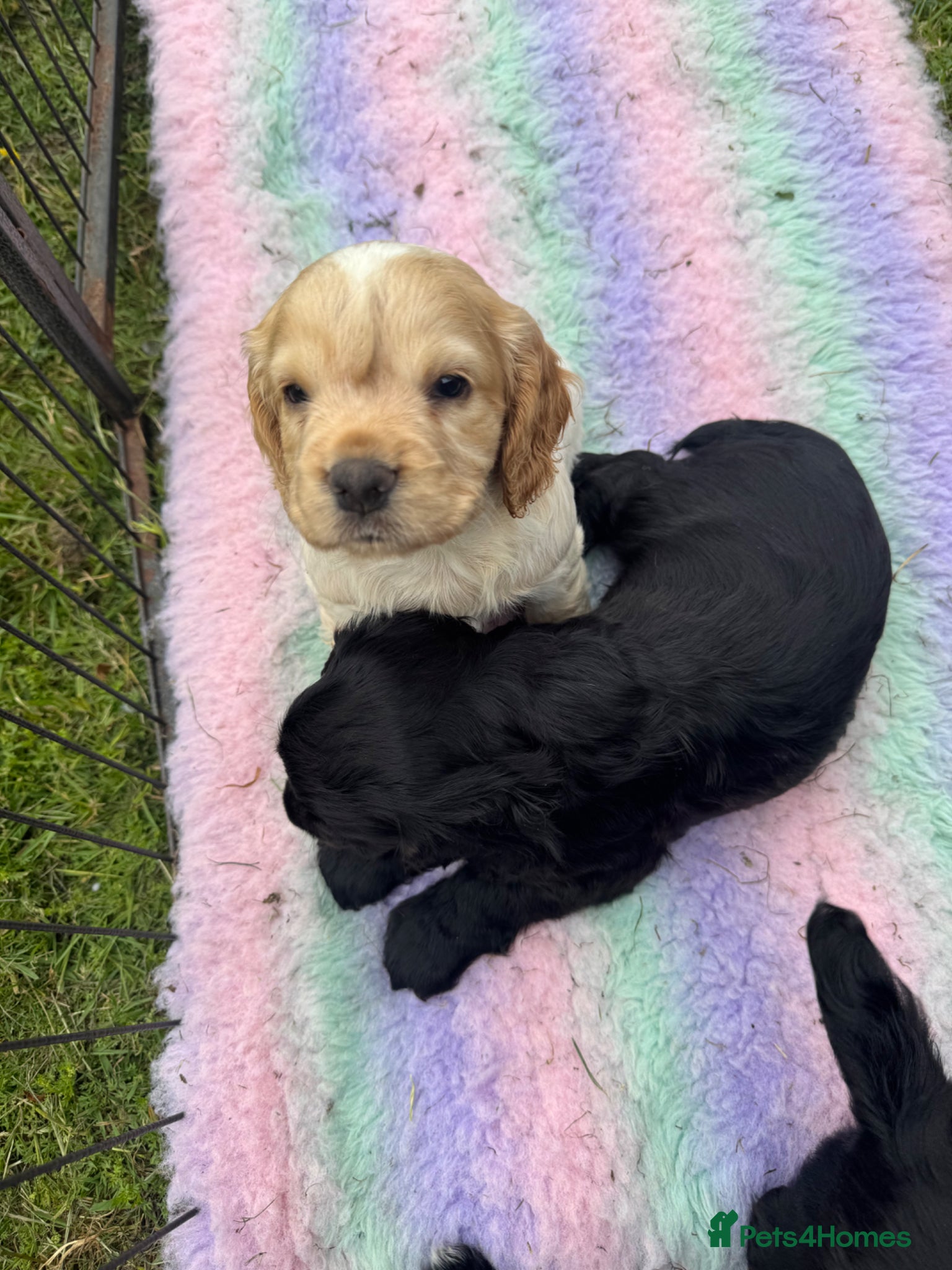 Cocker Spaniel dogs Working Cocker Spaniel Puppies - Advert 7