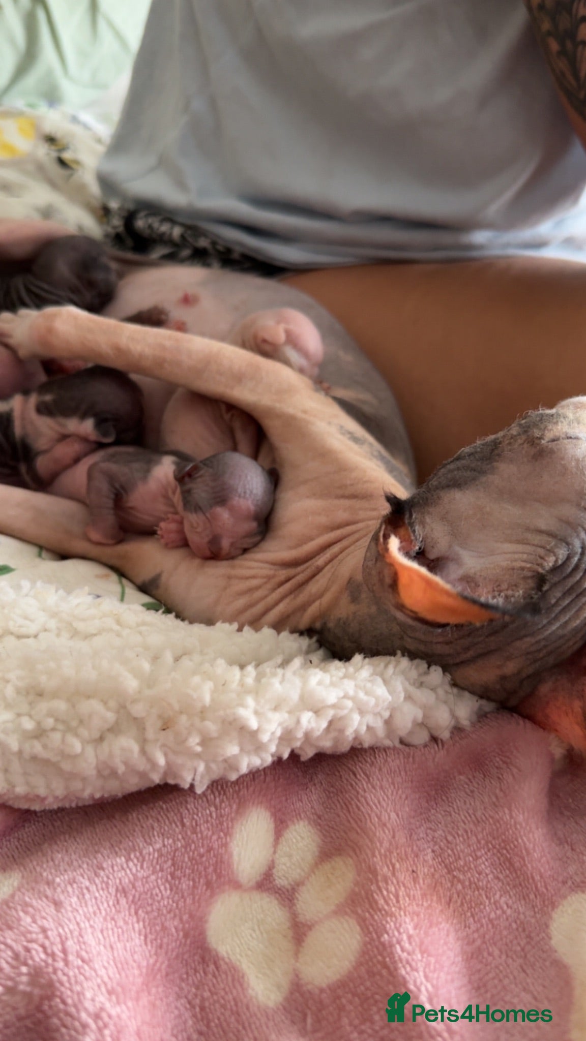Sphynx cats 5 Beautiful Sphynx Babies  - Advert 1
