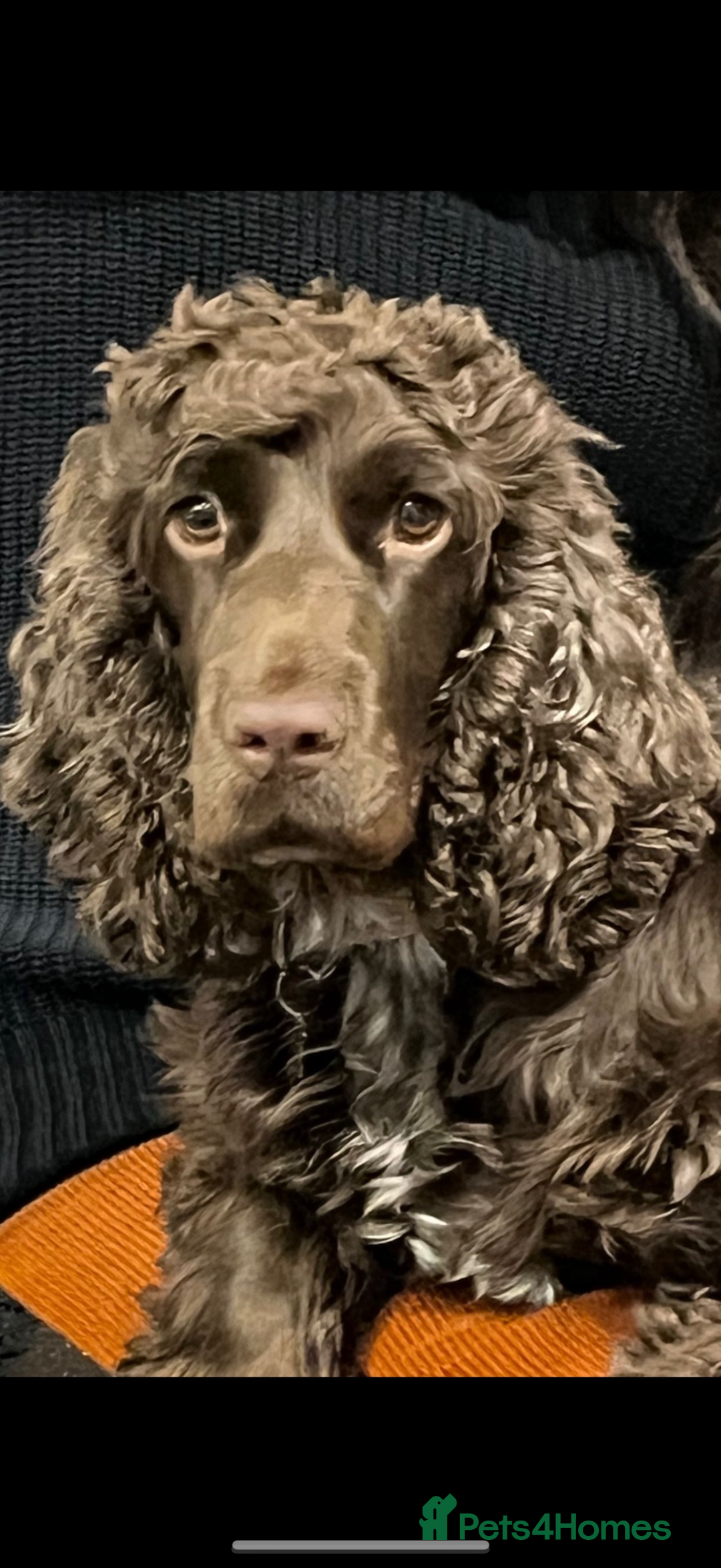 Cocker Spaniel dogs for sale: Exceptional Cocker Spaniel Puppies  - Advert 2