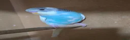 Budgerigars birds for sale: Gorgeous Baby Budgies - Advert 17