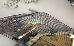 Budgerigars birds for sale: 2 pairs of Budgies  - Image 4