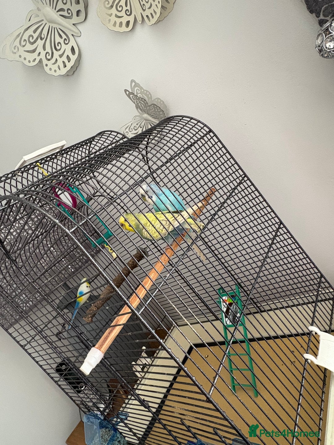Budgerigars birds for sale: 2 pairs of Budgies  - Image 4