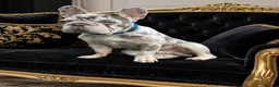 French Bulldog dogs for sale: Gorgeous blue Merle small French bulldog puppy.  - Advert 2