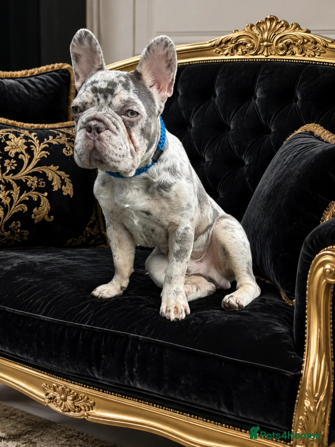 French Bulldog dogs for sale: Gorgeous blue Merle small French bulldog puppy.  - Advert 2