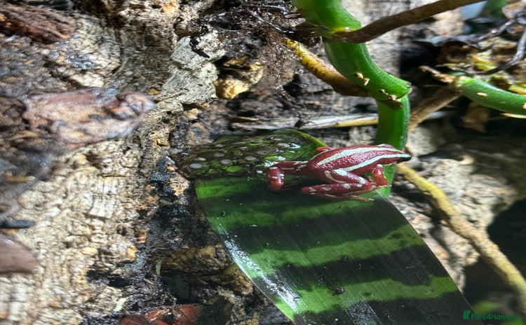 Frog reptiles - Advert 1