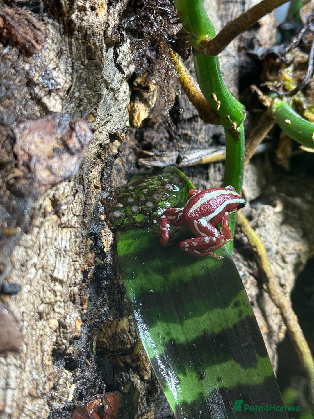Frog reptiles for sale: Sant Isabel dart frogs froglets - Image 1