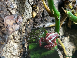 Frog reptiles - Advert 17