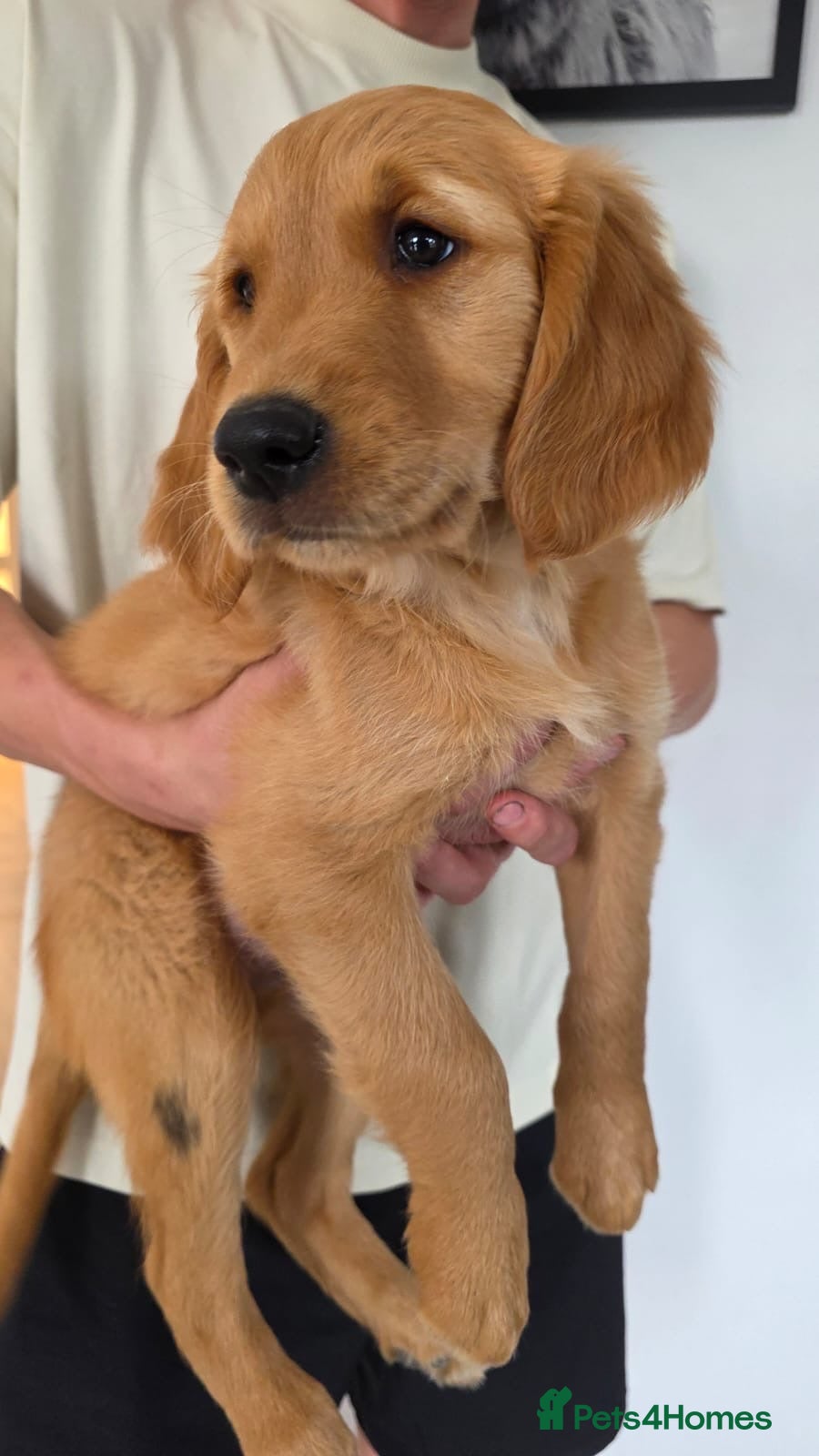 Golden Retriever dogs Dark Working retriever puppies  - Advert 1