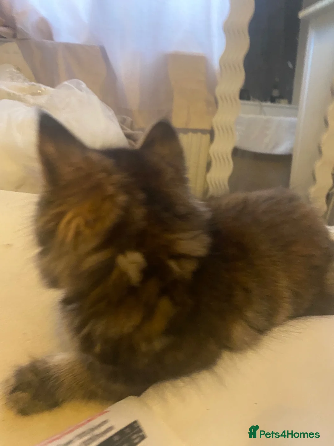 Mixed Breed cats for sale: Beautiful kitten - Advert 4