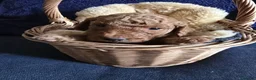 Cockapoo dogs for sale: Stunning homebred cockapoos - Advert 17