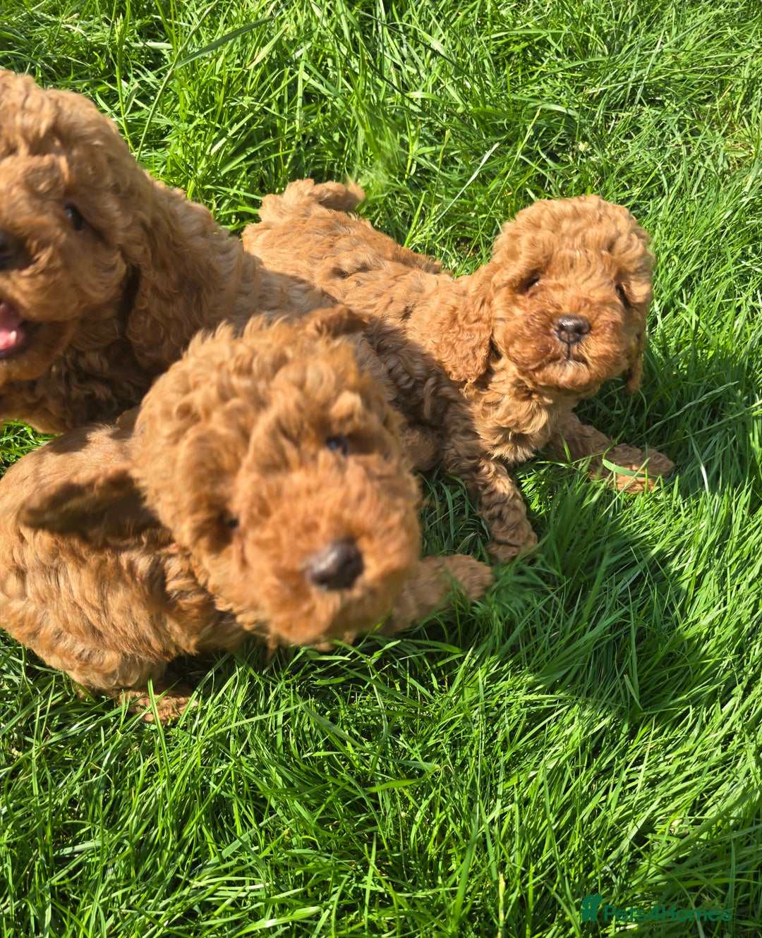 Toy Poodle dogs for sale: Fox Red poodle puppies  - Image 6