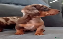 Miniature Dachshund dogs for sale: *READY TO GO* Miniature Daschund Puppies - Image 28