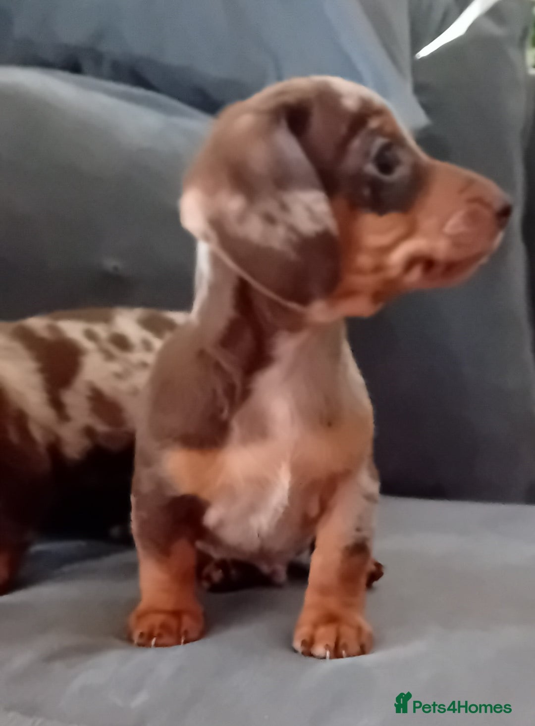 Miniature Dachshund dogs for sale: *READY TO GO* Miniature Daschund Puppies - Image 28
