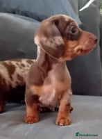 Miniature Dachshund dogs - Advert 6