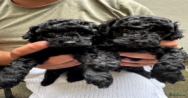 Toy Poodle dogs - Advert 7