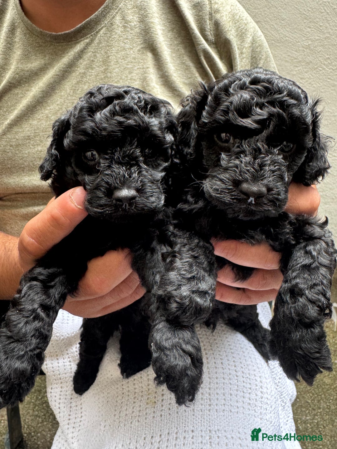 Toy Poodle dogs for sale: Tiny black toy poodle puppies KC registered - Image 2