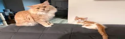 Mixed Breed cats for sale: Half Maine Coon kitten  - Advert 3