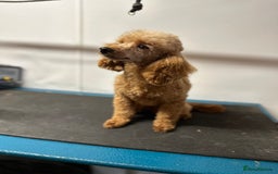 Maltipoo dogs for sale: Outstanding F1 Maltipoo Puppies - Image 30